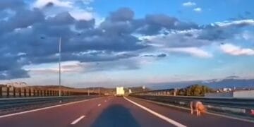VIDEO: Animal surprins pe banda de urgență a autostrăzii! A sărit dintr-o remorcă în timpul mersului. Șoferul, amendat