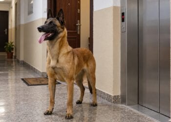 Atacată de un câine chiar în fața liftului. Proprietarul animalului a fost reținut de polițiști