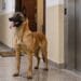 Atacată de un câine chiar în fața liftului. Proprietarul animalului a fost reținut de polițiști