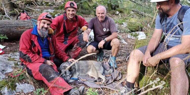 Câine căzut într-un aven adânc de zeci de metri, salvat de speologi! Animalul a fost tranchilizat pentru a putea fi scos
