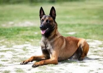 Câine Malinois, atac într-o zonă de agrement! Proprietarul animalului a fost reținut pentru 24 de ore