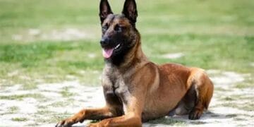 Câine Malinois, atac într-o zonă de agrement! Proprietarul animalului a fost reținut pentru 24 de ore