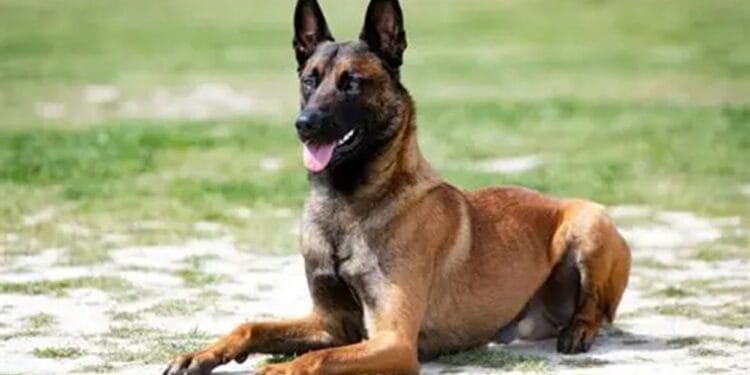 Câine Malinois, atac într-o zonă de agrement! Proprietarul animalului a fost reținut pentru 24 de ore