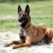 Câine Malinois, atac într-o zonă de agrement! Proprietarul animalului a fost reținut pentru 24 de ore