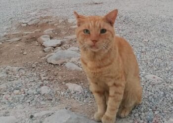 „Garfield” s-a alăturat pompierilor români aflați în misiune în Grecia. Motănelul a devenit mascota salvatorilor
