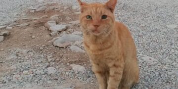 „Garfield” s-a alăturat pompierilor români aflați în misiune în Grecia. Motănelul a devenit mascota salvatorilor