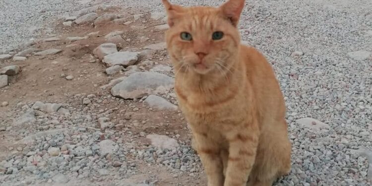 „Garfield” s-a alăturat pompierilor români aflați în misiune în Grecia. Motănelul a devenit mascota salvatorilor