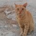 „Garfield” s-a alăturat pompierilor români aflați în misiune în Grecia. Motănelul a devenit mascota salvatorilor