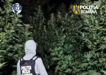Plantație de canabis ascunsă într-o pădure! Plantele ajungeau până la 4 metri înălțime