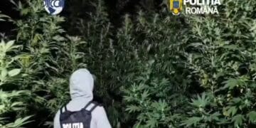 Plantație de canabis ascunsă într-o pădure! Plantele ajungeau până la 4 metri înălțime
