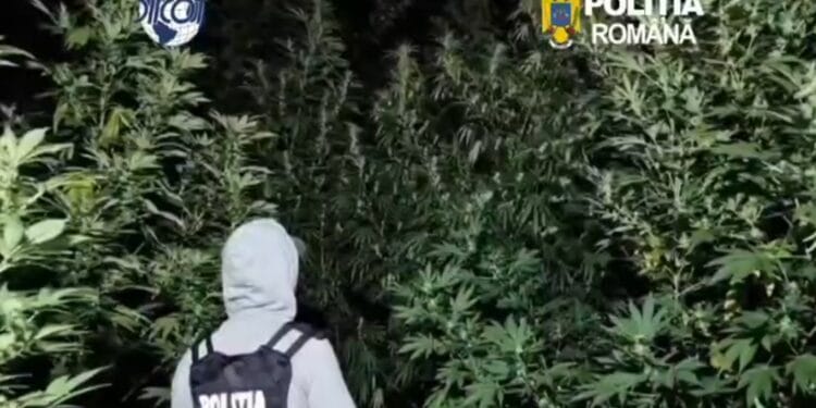Plantație de canabis ascunsă într-o pădure! Plantele ajungeau până la 4 metri înălțime