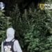 Plantație de canabis ascunsă într-o pădure! Plantele ajungeau până la 4 metri înălțime