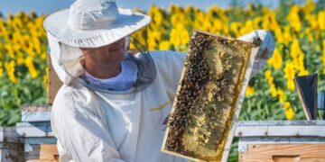 Bani pentru apicultori! Granturi de 4.000 de euro pentru dezvoltarea stupinelor. Cine poate beneficia