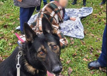Eroul cu patru lăbuțe! Aris a salvat o bătrână de 81 de ani, dispărută într-o pădure