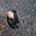 Cruzime revoltătoare! Doi pui de câine, aruncați peste un gard de doi metri. Animalele au fost rănite
