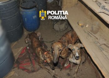 Descinderi cu mascații la braconieri! Trei ogari, carne de vânat și o mașină, ridicate de polițiști. Un bărbat, reținut