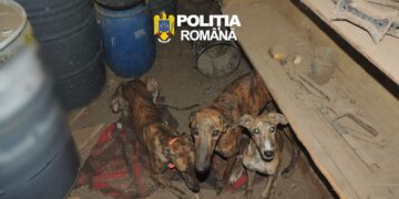 Descinderi cu mascații la braconieri! Trei ogari, carne de vânat și o mașină, ridicate de polițiști. Un bărbat, reținut