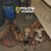 Descinderi cu mascații la braconieri! Trei ogari, carne de vânat și o mașină, ridicate de polițiști. Un bărbat, reținut