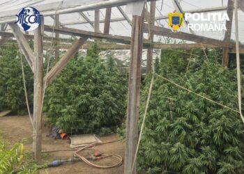 Plante de canabis de peste doi metri și ciuperci halucinogene, descoperite la percheziții! Bărbat arestat