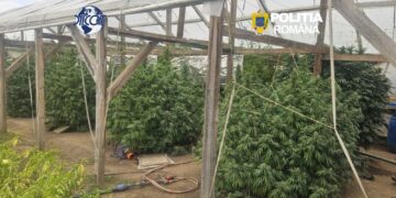 Plante de canabis de peste doi metri și ciuperci halucinogene, descoperite la percheziții! Bărbat arestat
