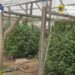 Plante de canabis de peste doi metri și ciuperci halucinogene, descoperite la percheziții! Bărbat arestat