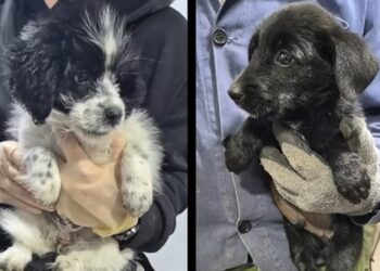 A aruncat doi cățeluși peste gardul unui adăpost și a crezut că scapă! Amendă de 12.000 de lei pentru un bărbat!
