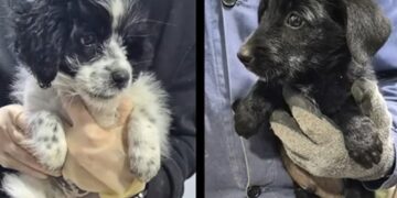 A aruncat doi cățeluși peste gardul unui adăpost și a crezut că scapă! Amendă de 12.000 de lei pentru un bărbat!