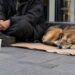 Scandal! Cerșetor suspectat că sedează și ucide câini pentru a obține bani. Se pregătește un protest