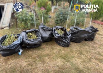 Captură uriașă de droguri! 60 de kilograme de canabis descoperite de DIICOT