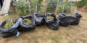 Captură uriașă de droguri! 60 de kilograme de canabis descoperite de DIICOT