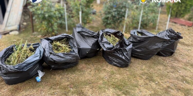 Captură uriașă de droguri! 60 de kilograme de canabis descoperite de DIICOT