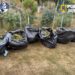 Captură uriașă de droguri! 60 de kilograme de canabis descoperite de DIICOT