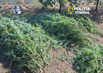 Cultură de canabis descoperită de oamenii legii. DIICOT a găsit 60 de plante și peste 5 kilograme de droguri