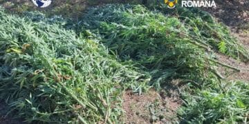 Cultură de canabis descoperită de oamenii legii. DIICOT a găsit 60 de plante și peste 5 kilograme de droguri
