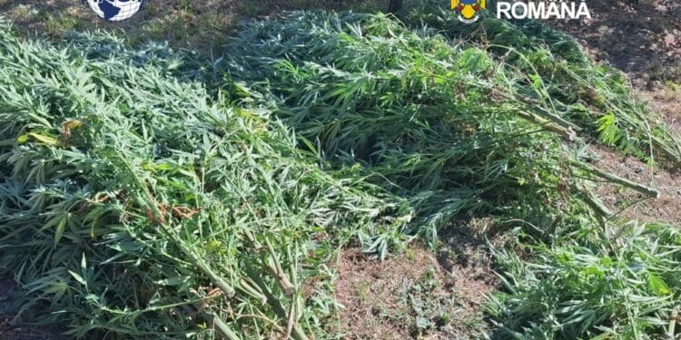 Cultură de canabis descoperită de oamenii legii. DIICOT a găsit 60 de plante și peste 5 kilograme de droguri