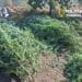 Cultură de canabis descoperită de oamenii legii. DIICOT a găsit 60 de plante și peste 5 kilograme de droguri