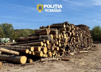 Lemn lipsă din gestiunea unei firme! Polițiștii au aplicat sancțiuni