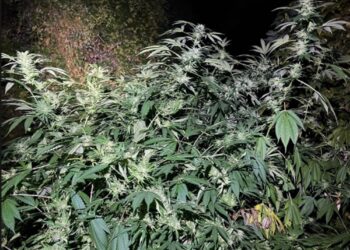 Plantație de canabis descoperită de polițiști! Plante de trei metri și doi bărbați arestați