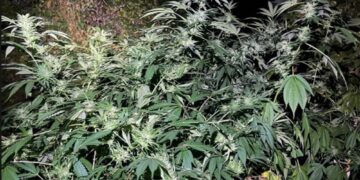 Plantație de canabis descoperită de polițiști! Plante de trei metri și doi bărbați arestați