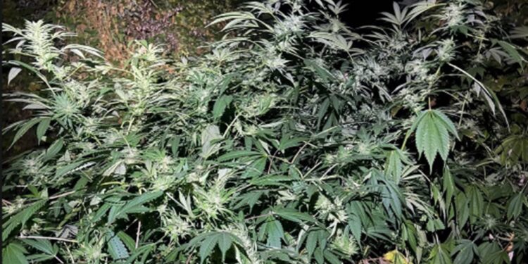 Plantație de canabis descoperită de polițiști! Plante de trei metri și doi bărbați arestați
