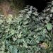 Plantație de canabis descoperită de polițiști! Plante de trei metri și doi bărbați arestați